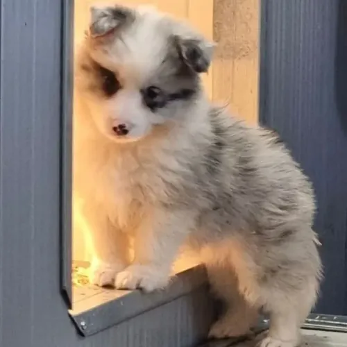 Filhotes de Border Collie | Venha escolher seu novo companheiro!