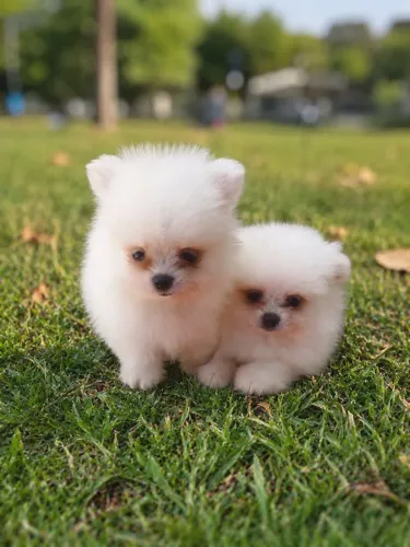 Spitz alemão macho filhotes