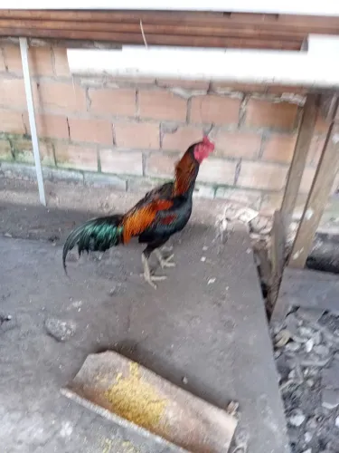 galo moura 