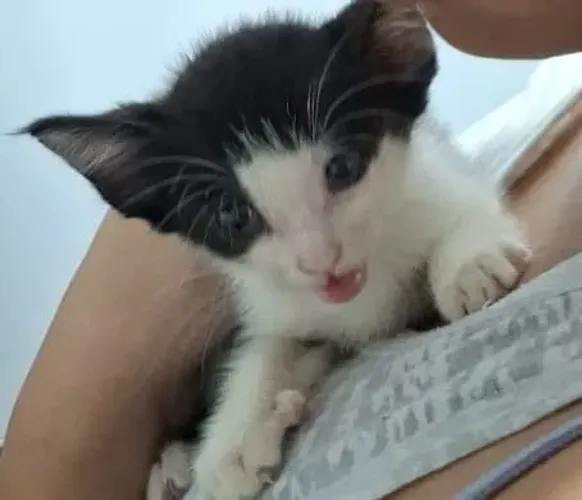 Gatinho novinho para adoção