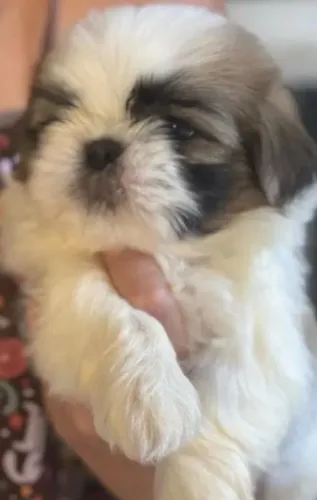 Vendo lindo shih tzu