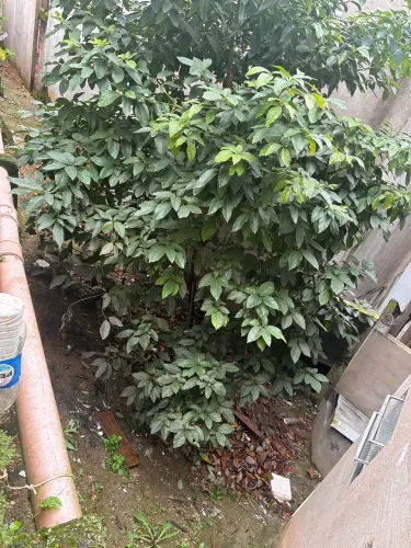 Vendo um terreno