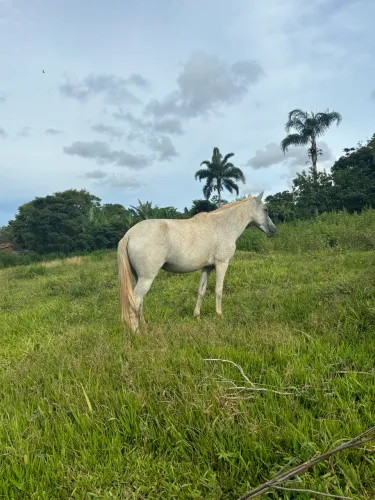 Égua