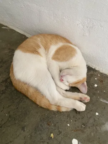Adoção Gato
