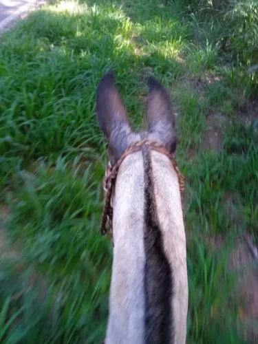 Burro manso