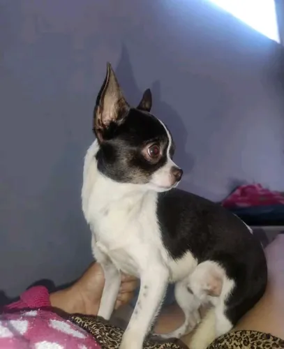 Chihuahua macho 1 ano