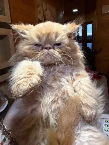 Gata persa fêmea 