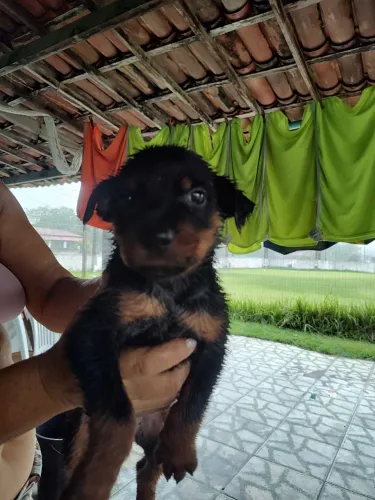 Vende rooteweiler 