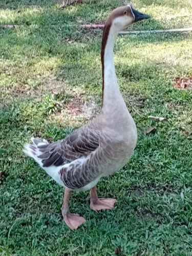 Pato ganso