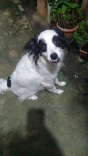 Doação de animais