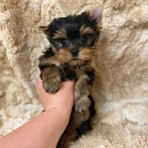Filhote Yorkshire Terrier, Nada como um filhote para iluminar sua vida!