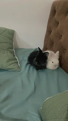 Coelhinhos