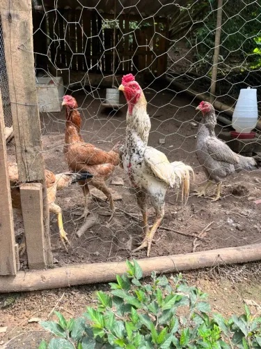 Galo índio com galinha índia e bico curto