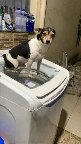 Pinscher macho DOAÇÃO
