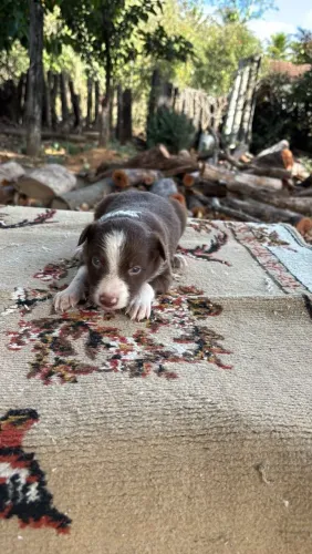 Filhotes de Border Collie