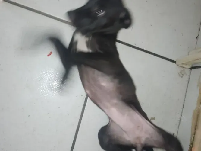 Doação de cachorro