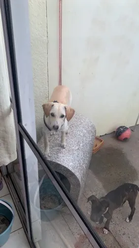 Doa  se cachorro