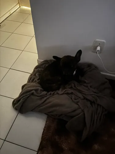 Bulldog Francês