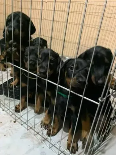 Doberman filhotes