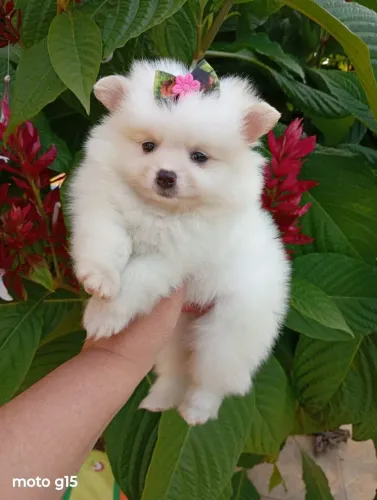 Spitz alemão Anã fêmeas Ursinhas Baby Face em 10x no cartão.