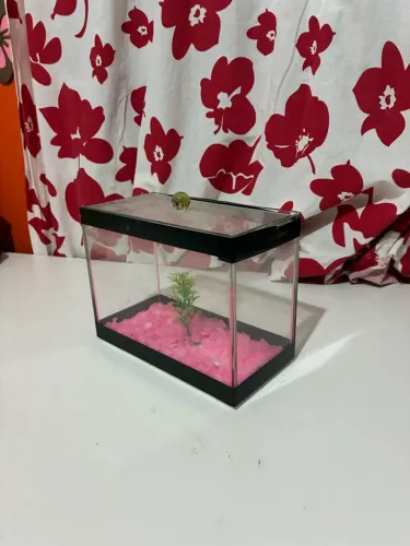 Aquário para peixes betas 