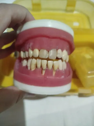 Manequim odontológico pronew 