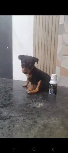 Ultimo  Pinscher MACHO Pronta entrega tamanho 0 ( 3 meses)