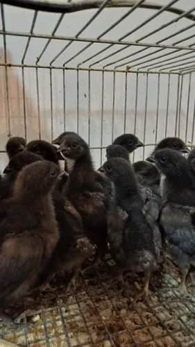 PINTINHOS CAIPIRA, POEDEIRAS E CORTE