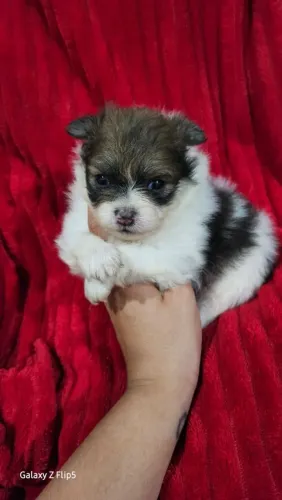 Spitz alemão lindo de viver 