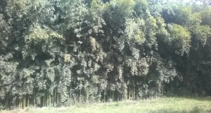 Mudas de Bambu para cerca viva 