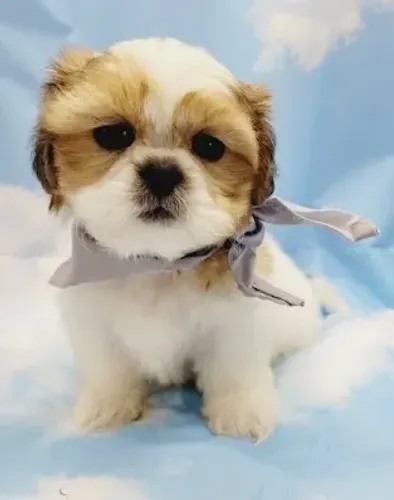 Shih-Tzu Macho: Filhote Adorável Esperando por Você!