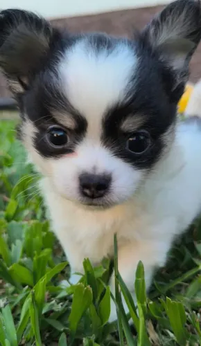 Chihuahua Macho Pelo Longo Pequeno - 12 x parcelado