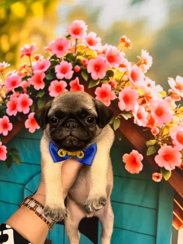 Filhote Pug Machinho microchip pedigree opcional
