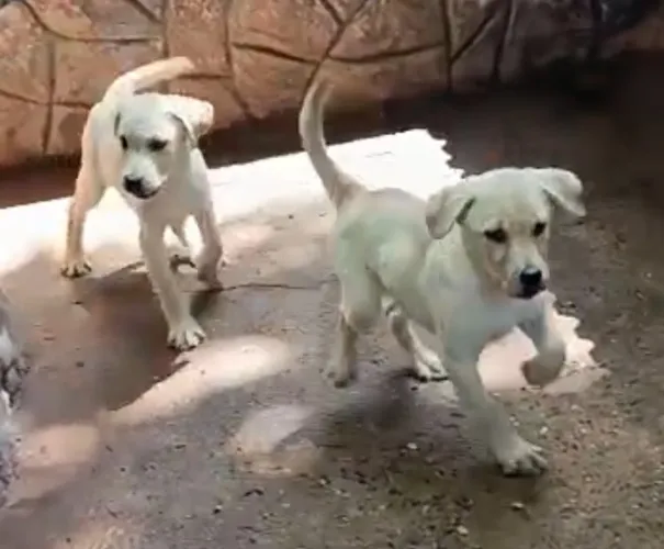 Labrador Retriever - Filhotes Cheios de Energia e Carinho! 