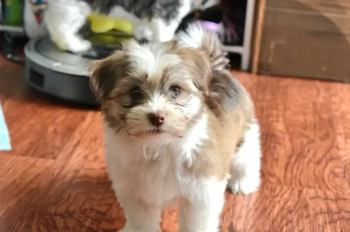 Lhasa Apso com Microchip Internacional - Venda Responsável e Assistência Incluída