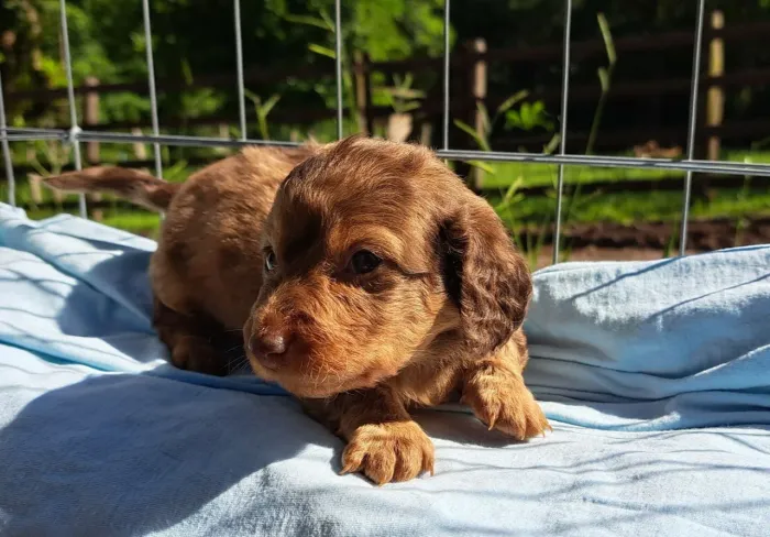 Filhote Dachshund, linguicinha, macho