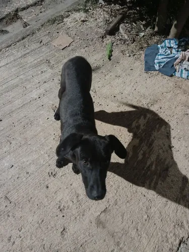 Doa-se Cachorro vira lata de Porte médio, super dócil.
