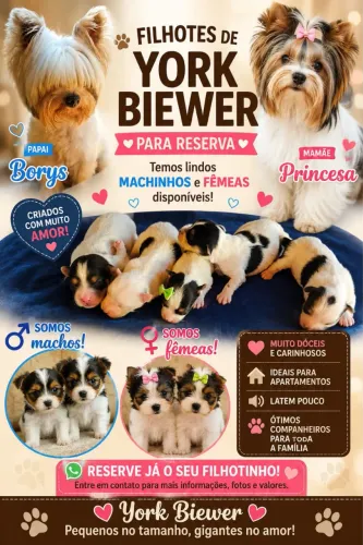 Yorkshire ( biewer terrier)