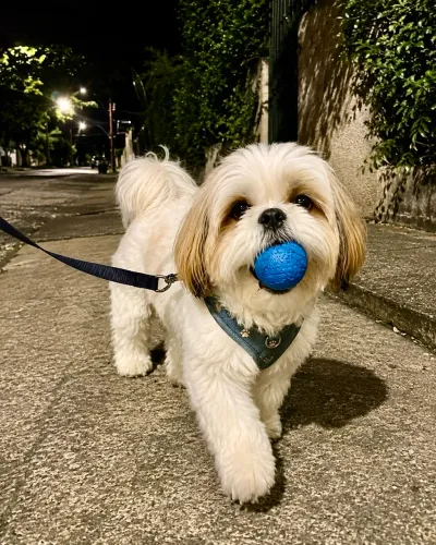 Doação gratuita/ Shih Tzu