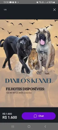 Venda de filhotes de fila brasileiro * zap