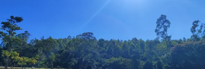 Oportunidade!! Sítio de 10 hectares todo em eucalipto