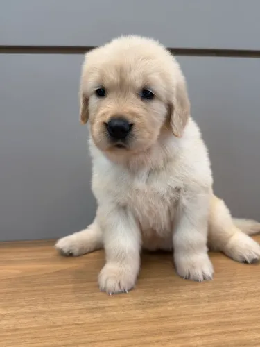 Vendo Golden Retriever 