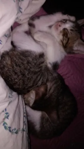 Duas gatinhas para adoção