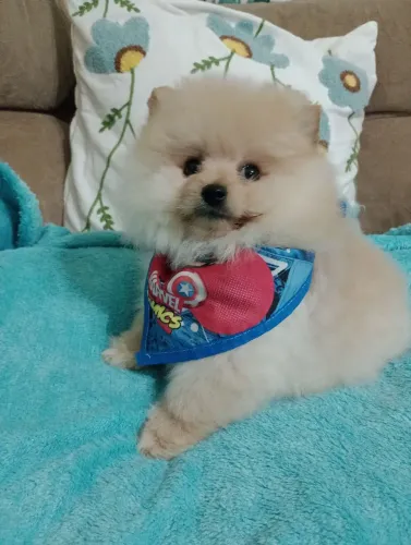 Spitz alemão Anão, macho, em 10x no cartão.