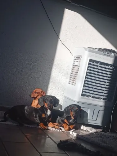dachshund