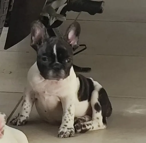 Filhote fêmeas de buldogue francês