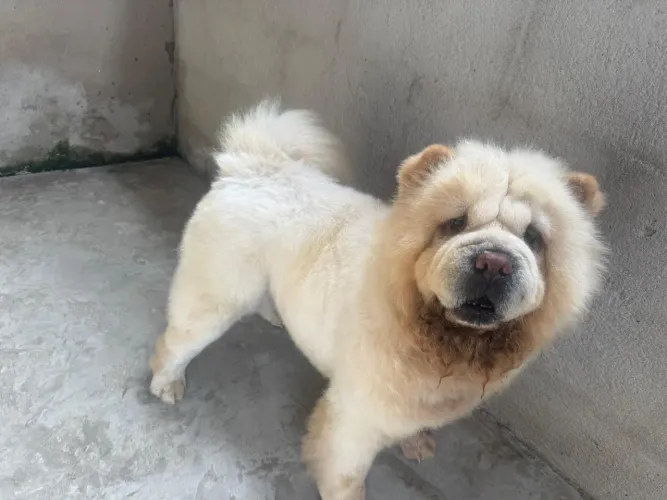 Chow Chow Padrão Americano