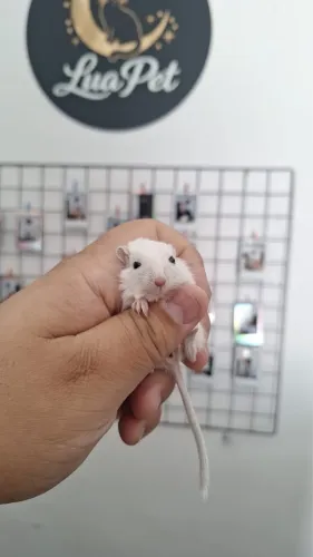 Gerbil