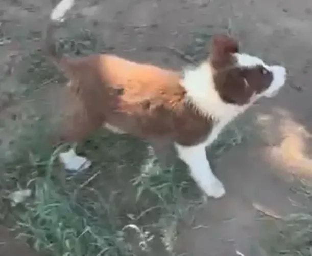Border collie de alta qualidade