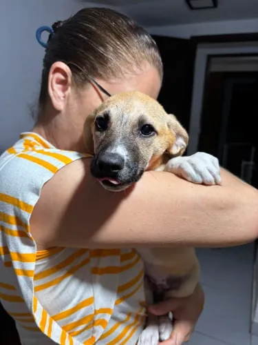 Cachorrinha para adoção